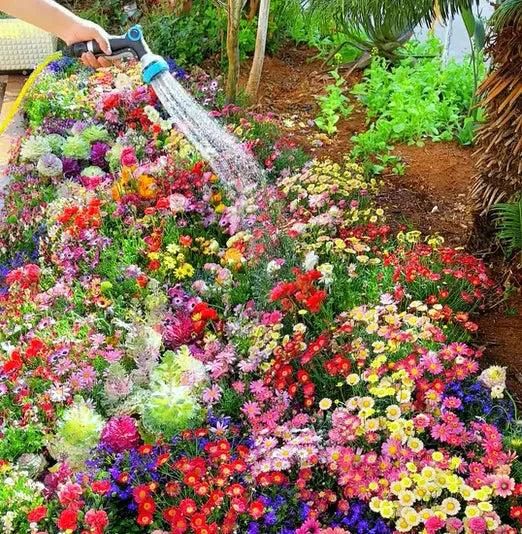 Imported Colorful Flower Seeds | FREE Plant Growth Supplement